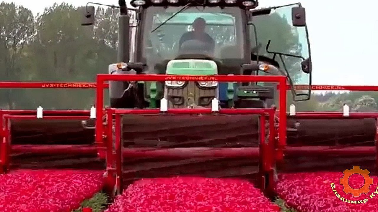 Amazing Agricultural Technology for the Production of Tulips in the Netherlands