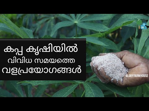 കപ്പ കൃഷിയിലെ വിവിധ സമയത്തെ വളപ്രയോഗങ്ങള്‍ | Kappa Krishi | Glory Farm House