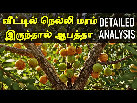 நெல்லி மரம் இந்த வீட்டில் தான் இருக்கும் | நெல்லி மரம் வீட்டில் வைக்கலாமா