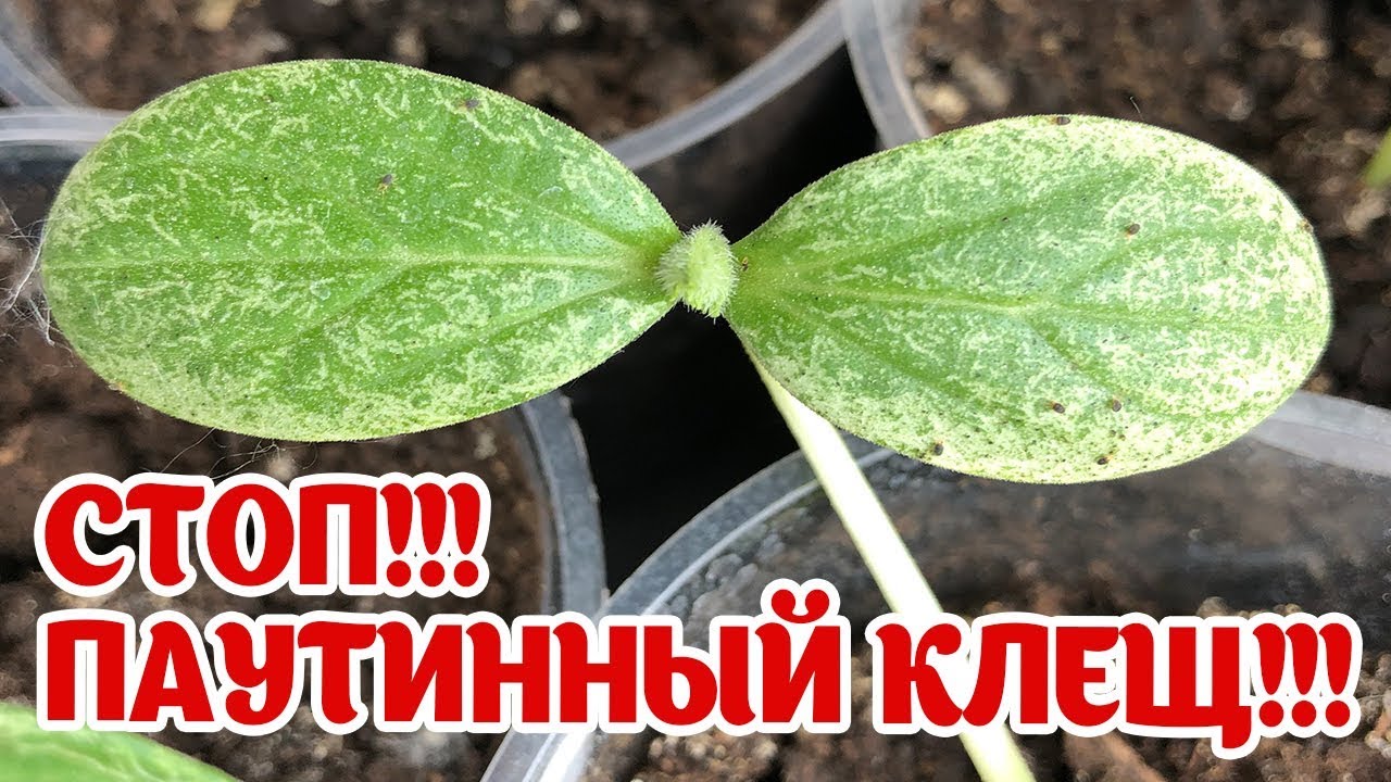 Срочно! Смотреть всем! Борьба с паутинным клещом! Паутинный клещ не пройдет!