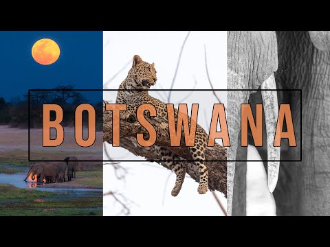 Photographing Leopards and Super Moons: Wildlife Photography in Botswana