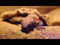 Desert Animal Adaptations and Survival