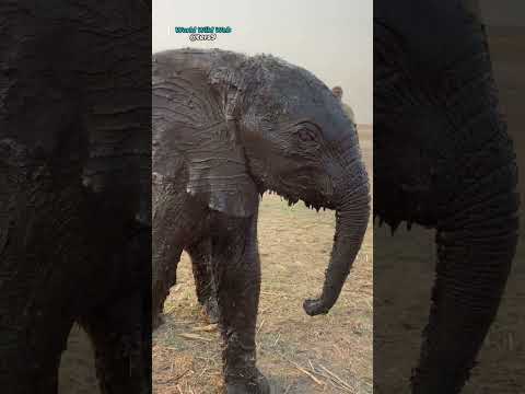 Baby Elephant Rescued from Mud by Ears