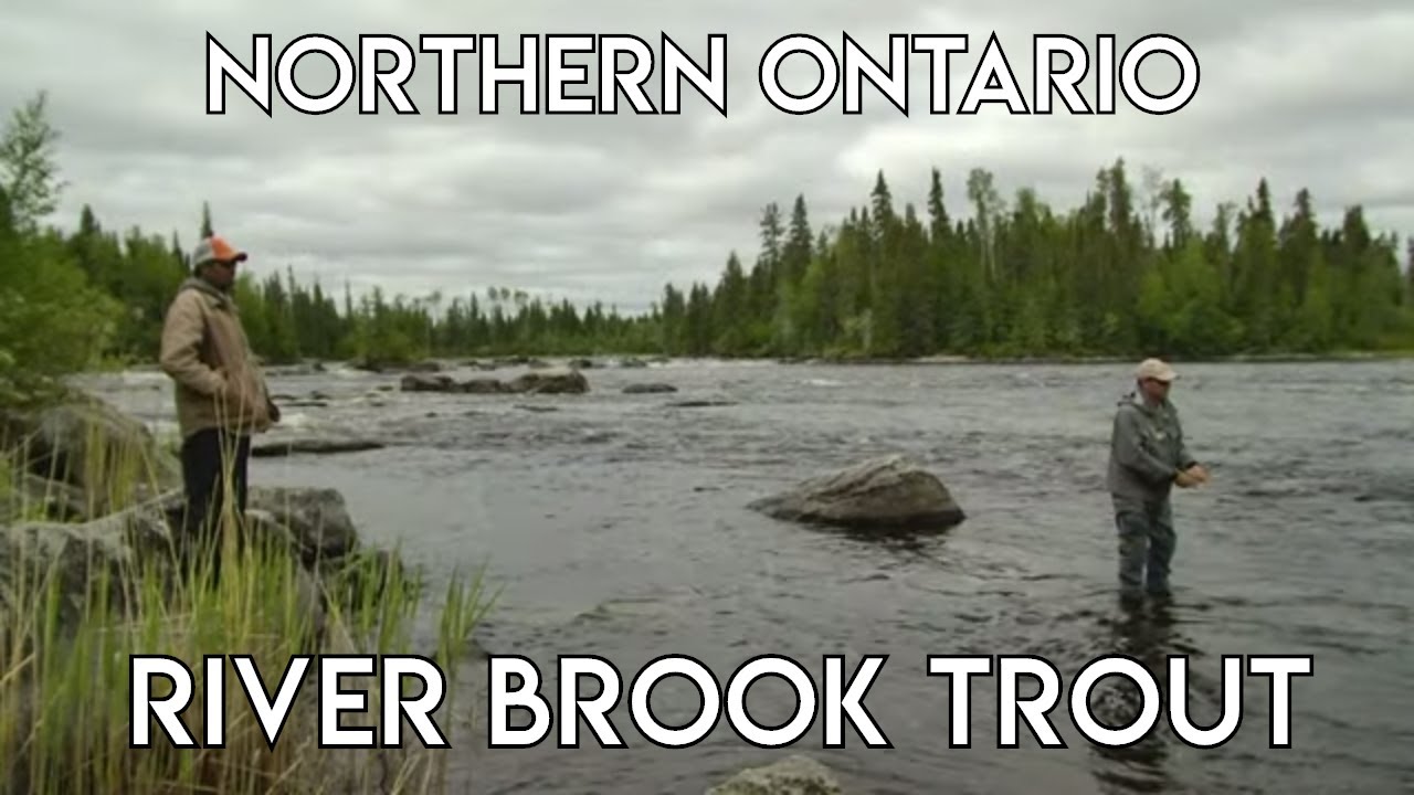 #2 Wilderness River Brook Trout - The New Fly Fisher
