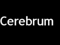 Cerebrum Functions and Structures