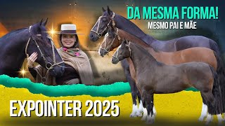 Três éguas com mesmo pai e mãe disputam em distintas categorias a final Morfologia da Expointer