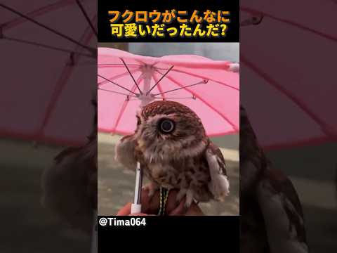 フクロウがこんなに可愛いだったんだ?