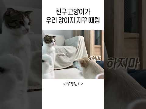 왜 자꾸 때려?