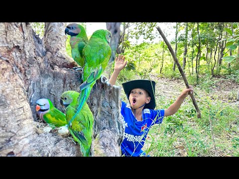 A Younger Brother Finds Parrots Nest In The Woods. #birds #birdnest #dramafilm #wildlife #nature