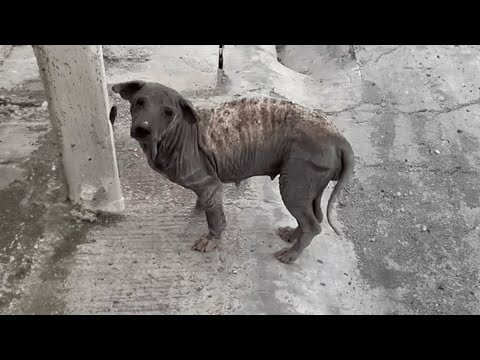 Stray Dog Undergoes Incredible Transformation 🥹