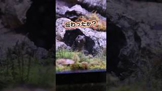 あられってんだ #アカメカブトトカゲ