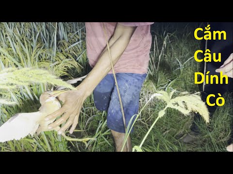 1621 / Cắm câu cá lóc trong lúa chín
