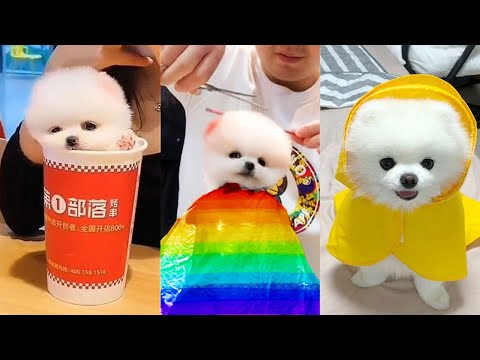 The Cutest and Funny the World 😍 Chó Phốc Sóc Mini Dễ Thương Nhất Thế Giới 🐾 #562