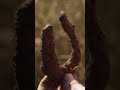 Exploration of the Triangle-Shaped Swamp