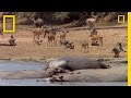 Animal Behavior Around Water Sources