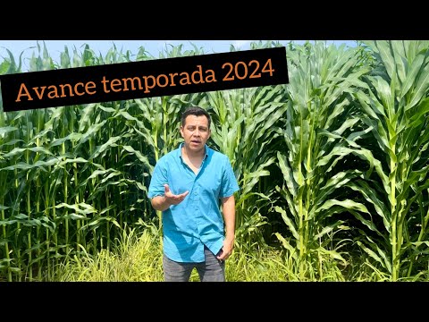 Cultivo de maíz avance de temporada 2024