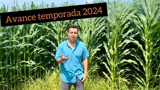 Cultivo de maíz avance de temporada 2024