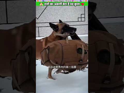दादी का असली बेटा है यह कुत्ता #animal #animalrescue #animallover #rescue #dog