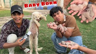 Hmari Cato Ny Baby Da Diya 😍 Kitna Baby Hein ya ?