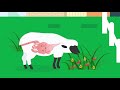 Understanding Stomach Worms and Anthelmintic Treatments in Sheep