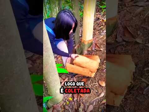 Você comeu essa árvore a vida toda, e não sabia! 🤯🌳