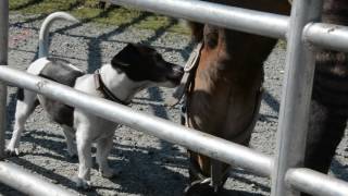 Hund- und Pferdeliebe