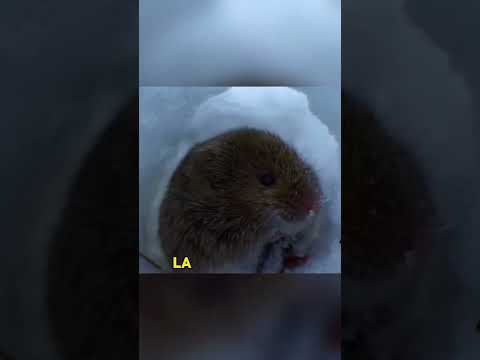 As the partridges battled the snowstorm, their predators were nearby.#animals #Friendship #Us