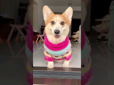 #corgi #dog #mypet