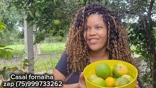 Índia sandrinha colhendo laranja no sítio esperança