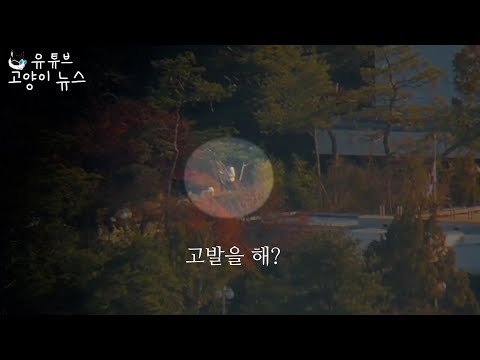 김건희 관저 개산책 풀버전 공개합니다 방탄차 타고 도망가는 윤석열