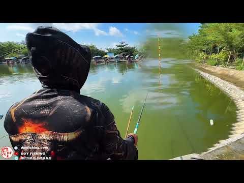 ✅ Câu cá rô phi ăn trên mặt | DUY FISHING SAI GON