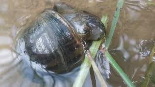 Golden Apple Snail The Rice Field Pest