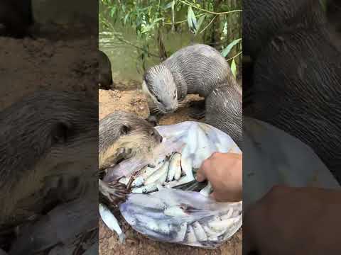 How To Train The Otters To Stop Bullying Gaia