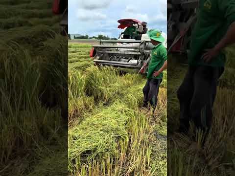 Rats destroy rice in Vietnam