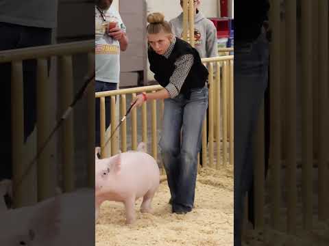 Karis goes from Princess to Villain while showing pigs! #pigs #livestockshow #showpigs