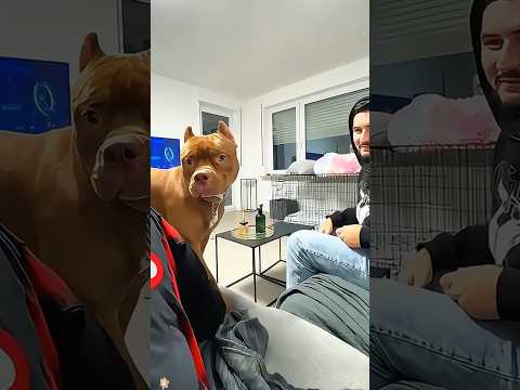 Dogs protect their masters🐶😂 #funny #dog #fyp #funyvideos #haha #dogsoftiktok #funydog #usa