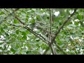 Pond Succession and Ecosystem Changes