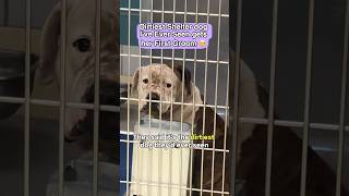 She is the dirtiest shelter dog I’ve ever seen 😔 Watch her get her first Groom