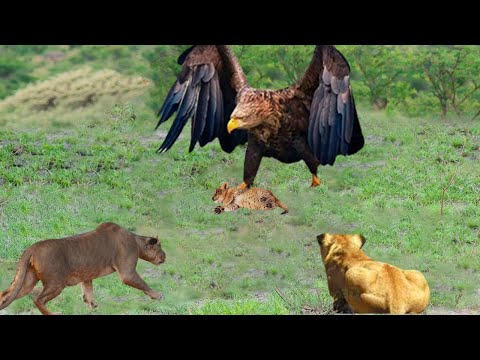 Eagle vs Lion Great War | lion attacks mother eagle to save cub