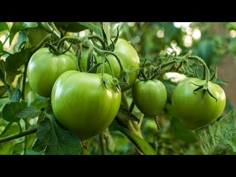 Así crecen los jitomates en casa 🍅🏡