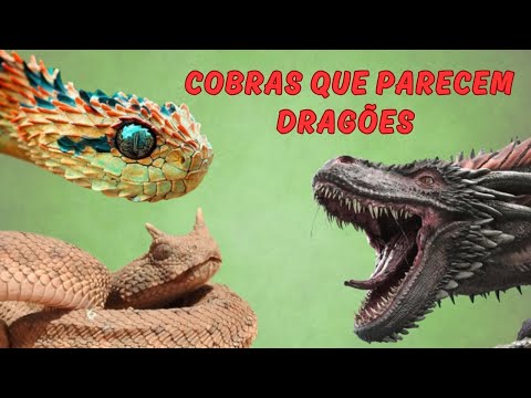 COBRAS QUE PARECEM DRAGÕES! VOCÊ CONHECE ESSAS SERPENTES? BICHOS BEM DIFERENTES! VEJA ESSES ANIMAIS!