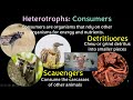Exploring Autotrophs and Heterotrophs in Ecosystems