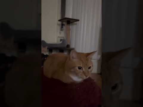 Gato boing boing. Gato rebotando. Bouncing cat. #shorts #cat #bouncingcat
