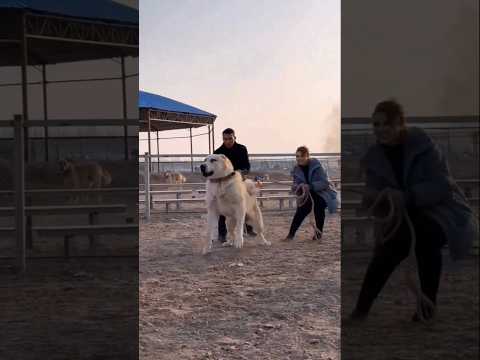Danger Dog Fight ⚡🐕‍🦺 #dogfight #dogaggression #shorts