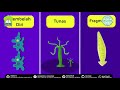 Regenerasi Cacing Planaria