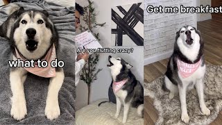 Day In The Life Of Meeka The Husky