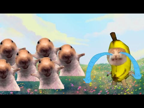 Baby Banana Cat Cry and Happy Videos