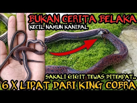 ULAR BERBISA 6 X LIPAT DARI KING COBRA VS ULAR BERKEPALA DUA YANG DITAKUTI WARGA (EDUKASI ULAR)