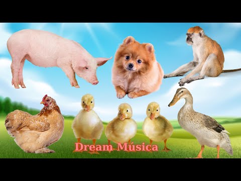 Funny Farm Animals: Pig, Dog, Monkey, Hen, Duck - Animal Videos