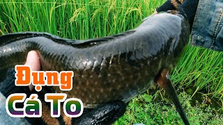 Cá ăn mạnh 2 ngày mưa bão | THÚ VUI MIỀN TÂY. 56